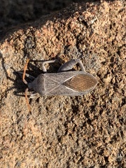 Anoplocnemis