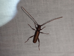 Xystrocera globosa