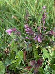 Odontites vernus