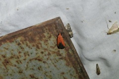 Ptychoglene coccinea