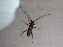 Xystrocera globosa