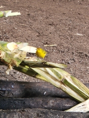 Setophaga petechia aureola