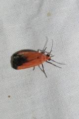 Ptychoglene coccinea