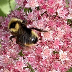 Bombus insularis