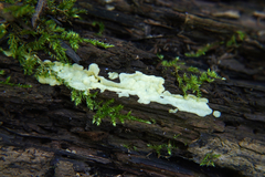 Ceratiomyxa fruticulosa