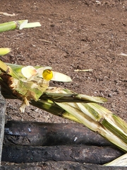 Setophaga petechia aureola