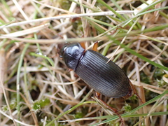 Harpalus rufipes