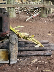 Setophaga petechia aureola