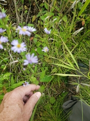 Symphyotrichum oolentangiense