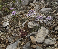 Iberis