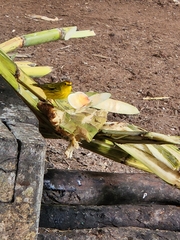 Setophaga petechia aureola