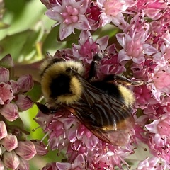 Bombus insularis