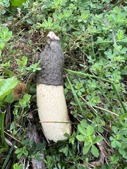 Phallus ravenelii
