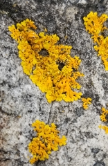 Dufourea