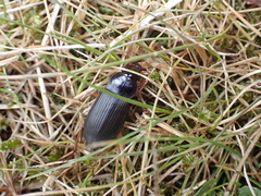 Harpalus rufipes
