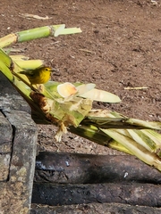 Setophaga petechia aureola