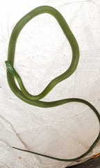 Philothamnus occidentalis