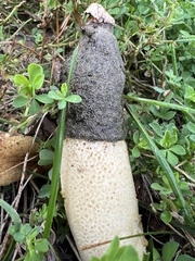 Phallus ravenelii