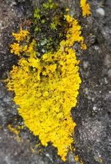 Dufourea