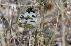 Pontia daplidice