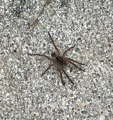 Lycosinae