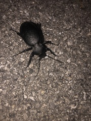 Carabus coriaceus