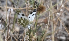 Pontia daplidice