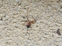 Camponotus chromaiodes