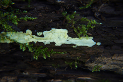Ceratiomyxa fruticulosa