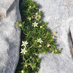 Moehringia ciliata