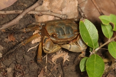 Orisarma neglectum
