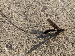 Megarhyssa atrata