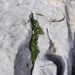 Moehringia ciliata