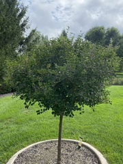 Syringa