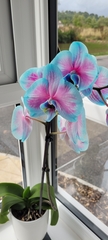 Phalaenopsis