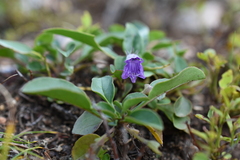 Penstemon whippleanus