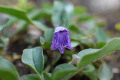 Penstemon whippleanus
