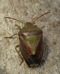 Piezodorus lituratus