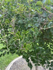 Syringa