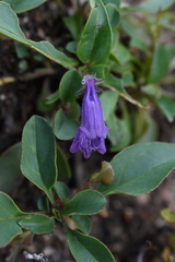 Penstemon whippleanus