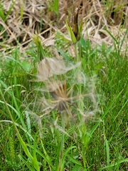 Tragopogon pratensis