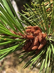 Pinus contorta contorta