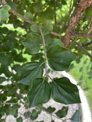 Syringa