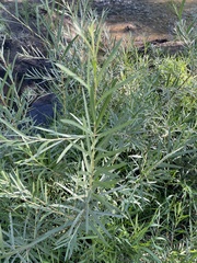 Salix exigua