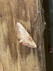 Idaea demissaria