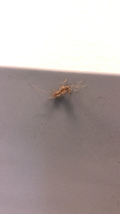 Scutigera coleoptrata