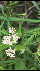 Achillea