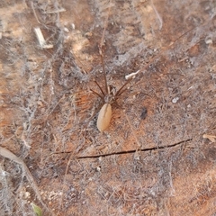 Pholcus opilionoides