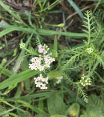 Achillea