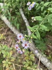 Symphyotrichum undulatum